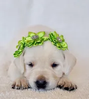 CREAM, FULL ENGLISH LIGHT GREEN FEMALE, a female Labrador Retriever for sale in Carson City, MI – Photo 1 of 4