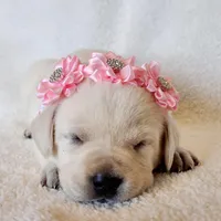 FULL ENGLISH LIGHT PINK FEMALE, a female Labrador Retriever for sale in Carson City, MI – Photo 4 of 5