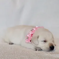 FULL ENGLISH LIGHT PINK FEMALE, a female Labrador Retriever for sale in Carson City, MI – Photo 3 of 5