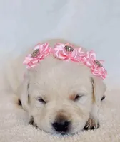 FULL ENGLISH LIGHT PINK FEMALE, a female Labrador Retriever for sale in Carson City, MI – Photo 2 of 5