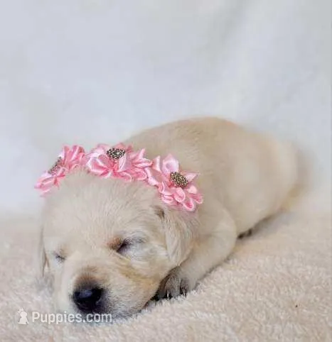 FULL ENGLISH LIGHT PINK FEMALE, a female Labrador Retriever for sale in Carson City, MI – Photo 1 of 5