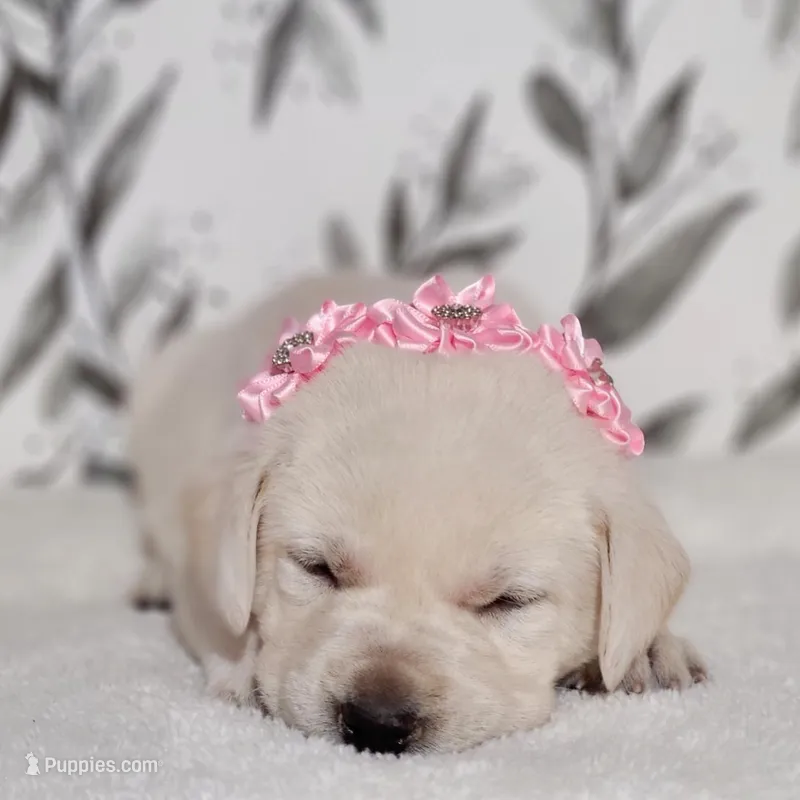 FULL ENGLISH LIGHT PINK FEMALE – Labrador Retriever puppy for sale in Carson City, MI