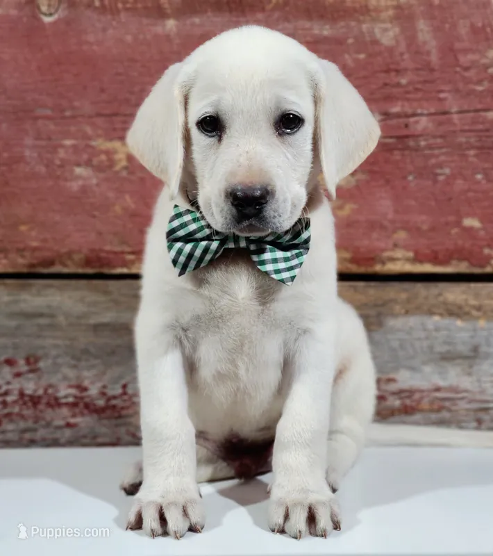 AKC FINN – Labrador Retriever puppy for sale in Carson City, MI
