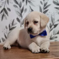 Blue collar , a male Labrador Retriever for sale in Carson City, MI – 2 of 4