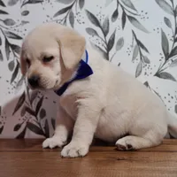 Blue collar , a male Labrador Retriever for sale in Carson City, MI – 3 of 4