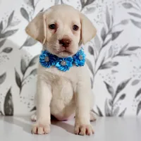 LIGHT BLUE COLLAR (FULL ENGLISH), a female Labrador Retriever for sale in Carson City, MI – 1 of 4