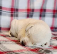 ENGLISH AKC LAB PUPPY, a female Labrador Retriever for sale in Carson City, MI – Photo 1 of 5