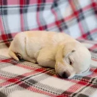 ENGLISH AKC LAB PUPPY, a female Labrador Retriever for sale in Carson City, MI – Photo 2 of 5