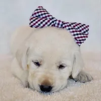 ENGLISH AKC LAB PUPPY(BROWN COLLAR), a male Labrador Retriever for sale in Carson City, MI – Photo 1 of 6