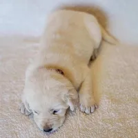 ENGLISH AKC LAB PUPPY(BROWN COLLAR), a male Labrador Retriever for sale in Carson City, MI – Photo 3 of 6