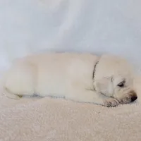 ENGLISH AKC LAB PUPPY(BROWN COLLAR), a male Labrador Retriever for sale in Carson City, MI – Photo 4 of 6