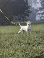 ENGLISH AKC LAB PUPPY, a female Labrador Retriever for sale in Carson City, MI – Photo 4 of 5
