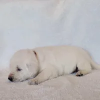 ENGLISH AKC LAB PUPPY(BROWN COLLAR), a male Labrador Retriever for sale in Carson City, MI – Photo 2 of 6