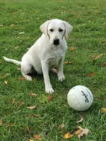 ENGLISH AKC LAB PUPPY, a female Labrador Retriever for sale in Carson City, MI – Photo 5 of 5
