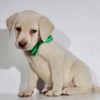RUGER, a male Labrador Retriever for sale in Carson City, MI – 5 of 8