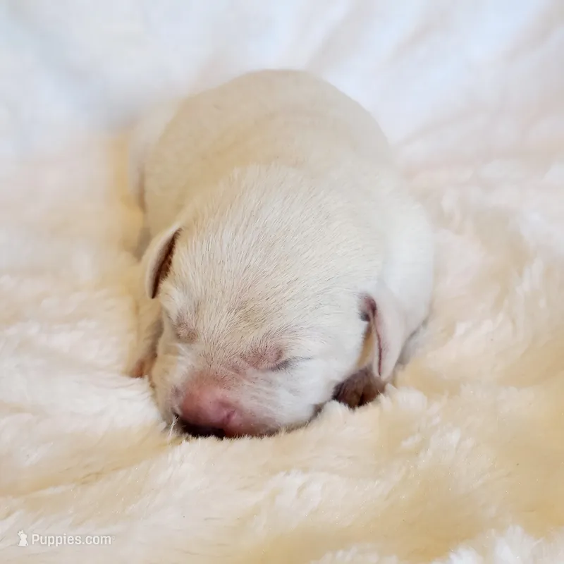 FULL ENGLISH LABRADOR PUPPY – Labrador Retriever puppy for sale in Carson City, MI