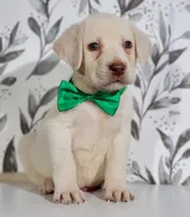 DARK GREEN COLLAR(FULL ENGLISH), a male Labrador Retriever for sale in Carson City, MI – 5 of 5