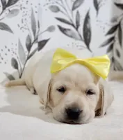 AKC YELLOW COLLAR, a male Labrador Retriever for sale in Carson City, MI – 1 of 2