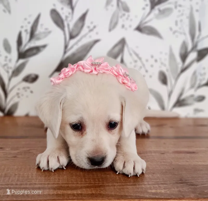 LIGHT PINK COLLAR (FULL ENGLISH) – Labrador Retriever puppy for sale in Carson City, MI