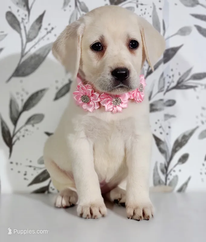 LIGHT PINK COLLAR (FULL ENGLISH) – Labrador Retriever puppy for sale in Carson City, MI