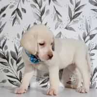 LIGHT BLUE COLLAR (FULL ENGLISH), a female Labrador Retriever for sale in Carson City, MI – 3 of 4