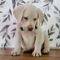 RUGER, a male Labrador Retriever for sale in Carson City, MI – 4 of 8