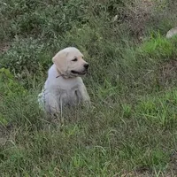 FULL ENGLISH AKC HUNTER, a male Labrador Retriever for sale in Carson City, MI – 7 of 9