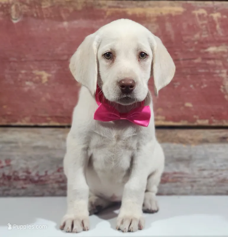BERETTA (FULL ENGLISH) – Labrador Retriever puppy for sale in Carson City, MI
