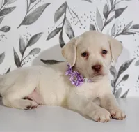 PURPLE COLLAR, a female Labrador Retriever for sale in Carson City, MI – 4 of 5