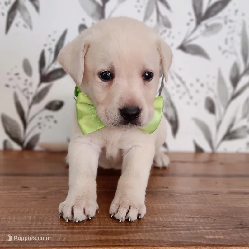AKC GREEN COLLAR – Labrador Retriever puppy for sale in Carson City, MI