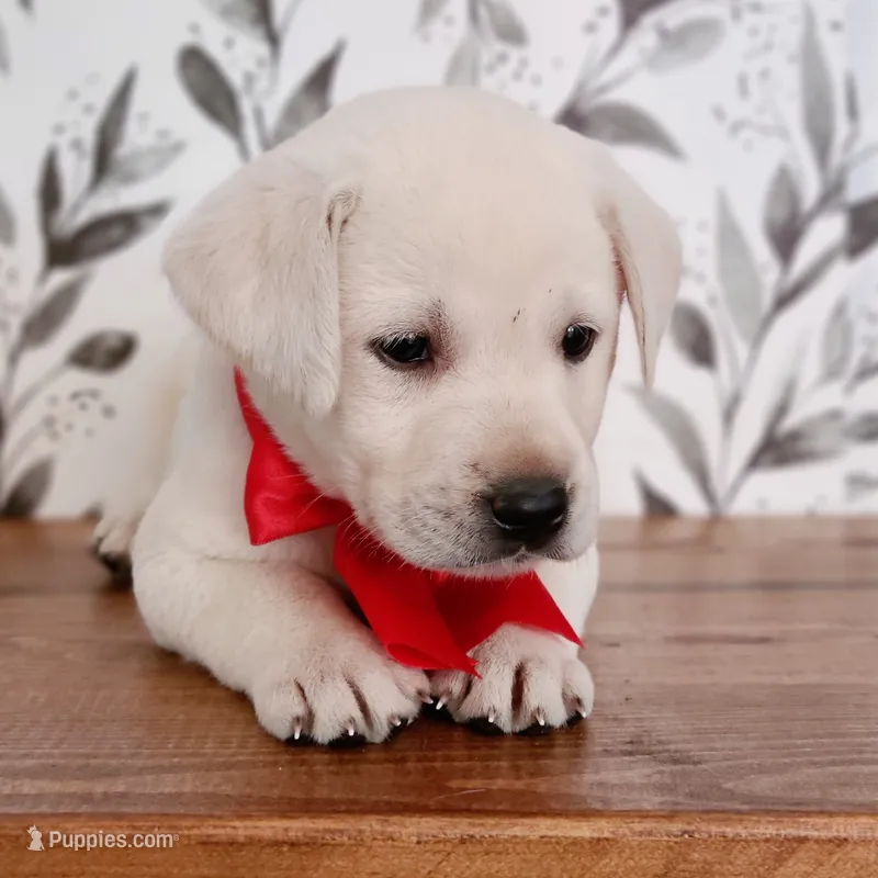 FULL ENGLISH RED COLLAR – Labrador Retriever puppy for sale in Carson City, MI