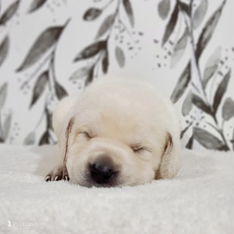 FULL ENGLISH LABRADOR PUPPY – Labrador Retriever puppy for sale in Carson City, MI