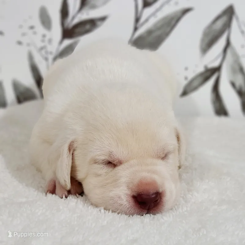 WHITE LAB PUPPY – Labrador Retriever puppy for sale in Carson City, MI