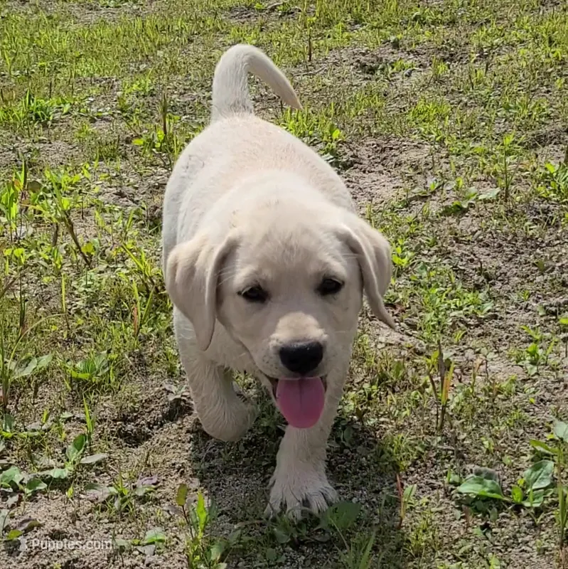 FULL ENGLISH AKC HUNTER – Labrador Retriever puppy for sale in Carson City, MI