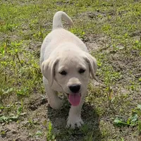 FULL ENGLISH AKC HUNTER, a male Labrador Retriever for sale in Carson City, MI – 1 of 9