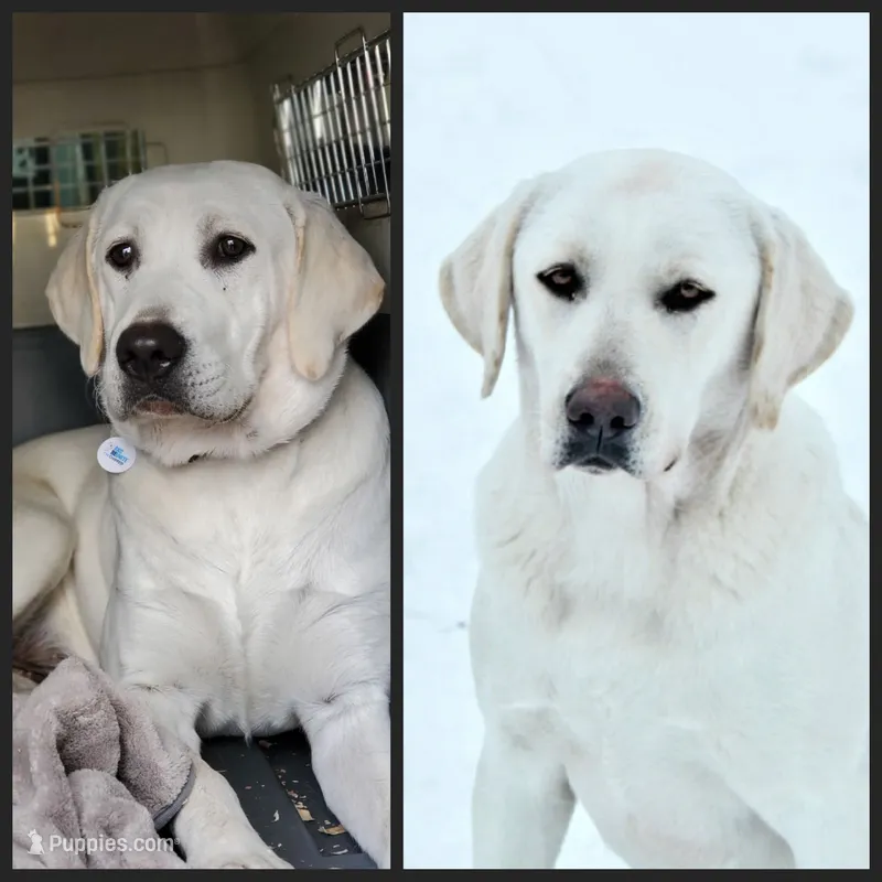 WHITE ENGLISH LAB PUPPY – Labrador Retriever puppy for sale in Carson City, MI