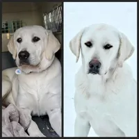 white lab puppy due, a  Labrador Retriever for sale in Carson City, MI – 5 of 5