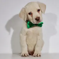 WHITE LAB PUPPY, a male Labrador Retriever for sale in Carson City, MI – 2 of 6