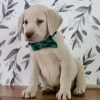 RUGER, a male Labrador Retriever for sale in Carson City, MI – 6 of 8