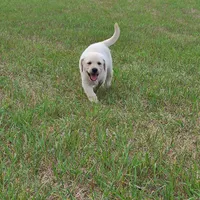AKC HUNTER, a male Labrador Retriever for sale in Carson City, MI – 6 of 9