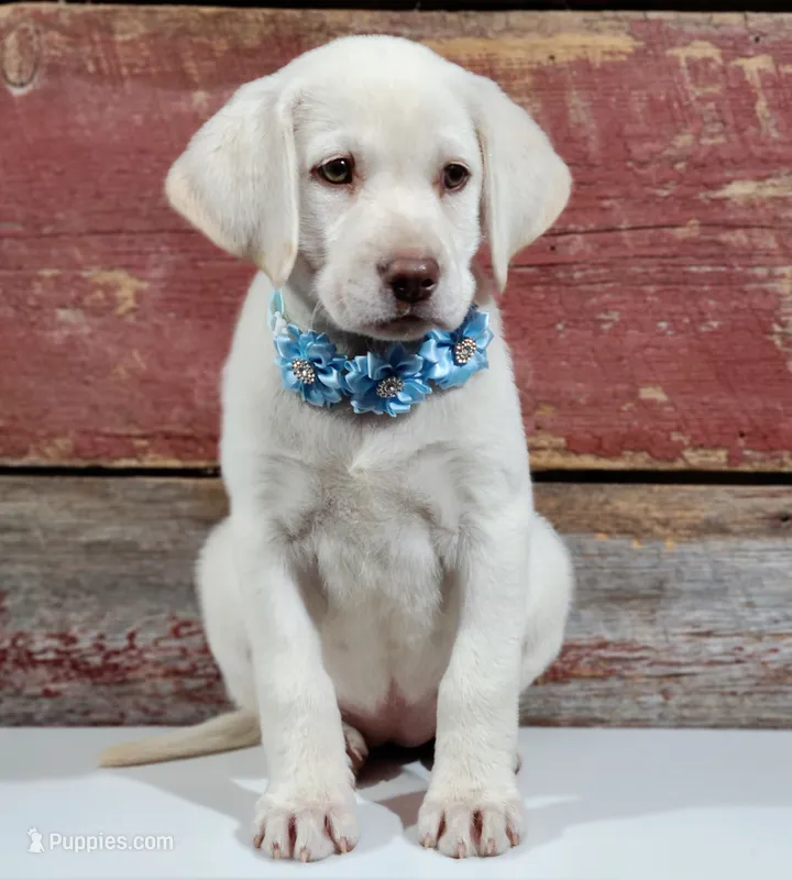 SADIE – Labrador Retriever puppy for sale in Carson City, MI