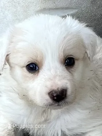 M1 ee red ABCA – Border Collie puppy for sale in Mountain Grove, MO