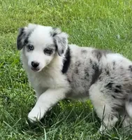 F1 ABCA, a female Border Collie for sale in Mountain Grove, MO – 3 of 10