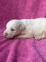 F2 ABCA, a female Border Collie for sale in Mountain Grove, MO – 3 of 9