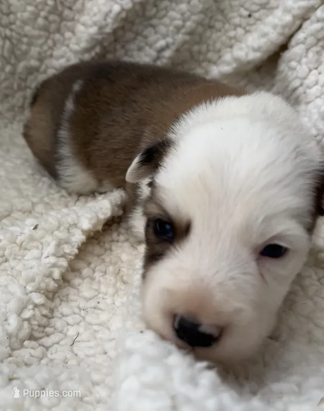 M2 Sable ABCA – Border Collie puppy for sale in Mountain Grove, MO