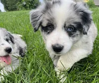 M1 ABCA, a male Border Collie for sale in Mountain Grove, MO – 10 of 10