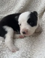 M3 Bk Wt ABCA, a male Border Collie for sale in Mountain Grove, MO – 6 of 8