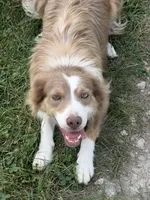 ABCA 5 yr, a female Border Collie for sale in Mountain Grove, MO – 6 of 10