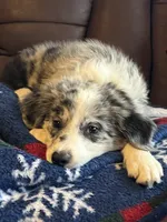 M2 ABCA, a male Border Collie for sale in Mountain Grove, MO – 10 of 10