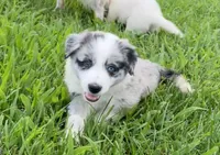 M1 ABCA, a male Border Collie for sale in Mountain Grove, MO – 8 of 10